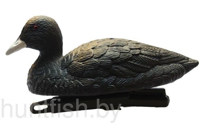 Чучело утки-лысухи плавающей Birdland